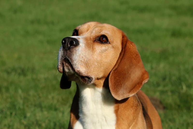beagle