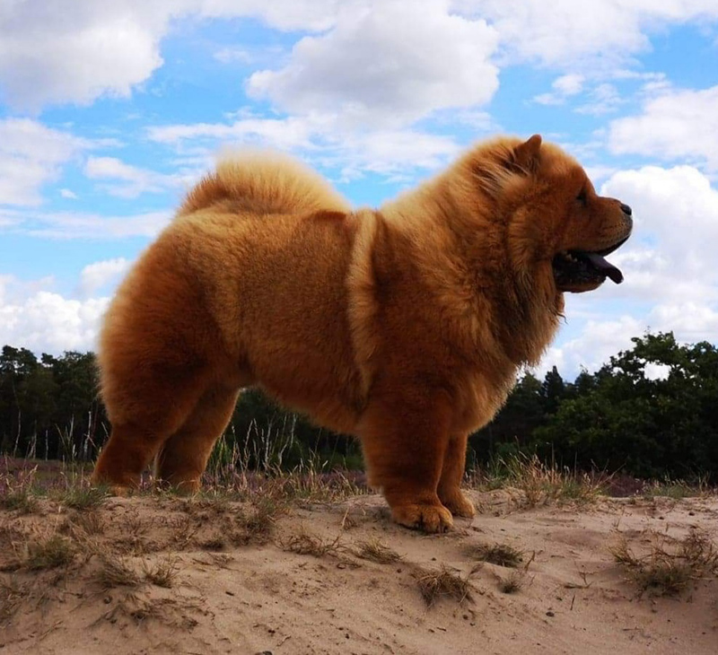 chowchow