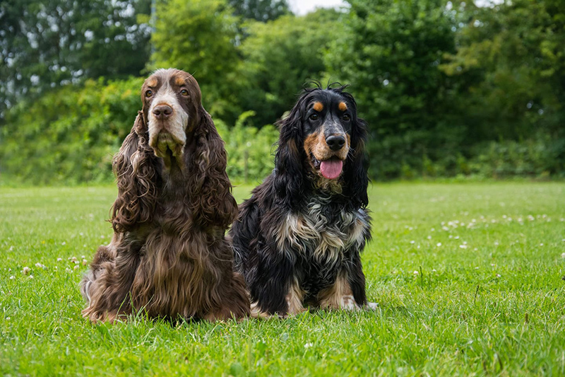 spaniels