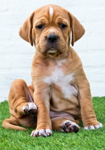 23-04-2019 Pup 5b (002)