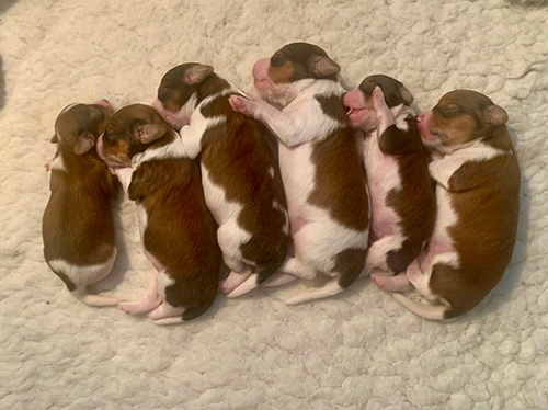 puppen exposanten